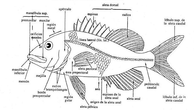 Anatomía externa de un pez