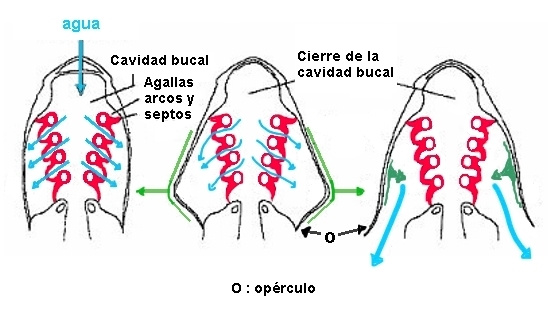 Respiración por branquias