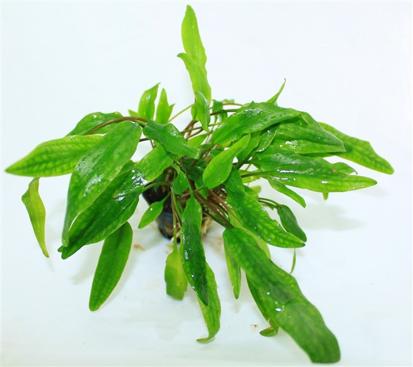 Cryptocoryne wendtii