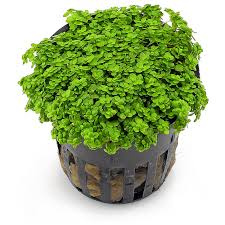 Hemianthus callitrichoides Cuba