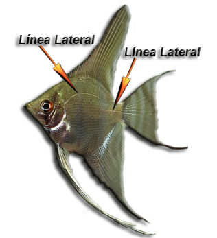 La línea lateral en un escalar