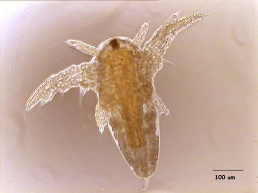 Nauplio al microscopio