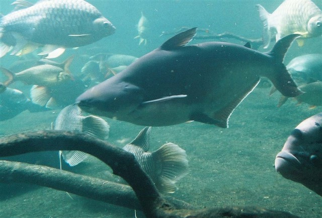 Pangasius