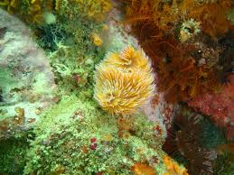 Gusano tubícola o de plumero