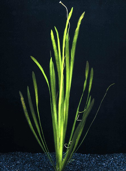 Vallisneria spiralis